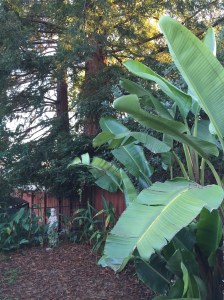bird of paradise plant