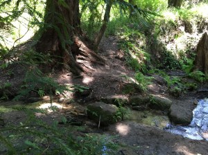 redwood tree by a stream