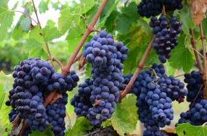 grape clusters