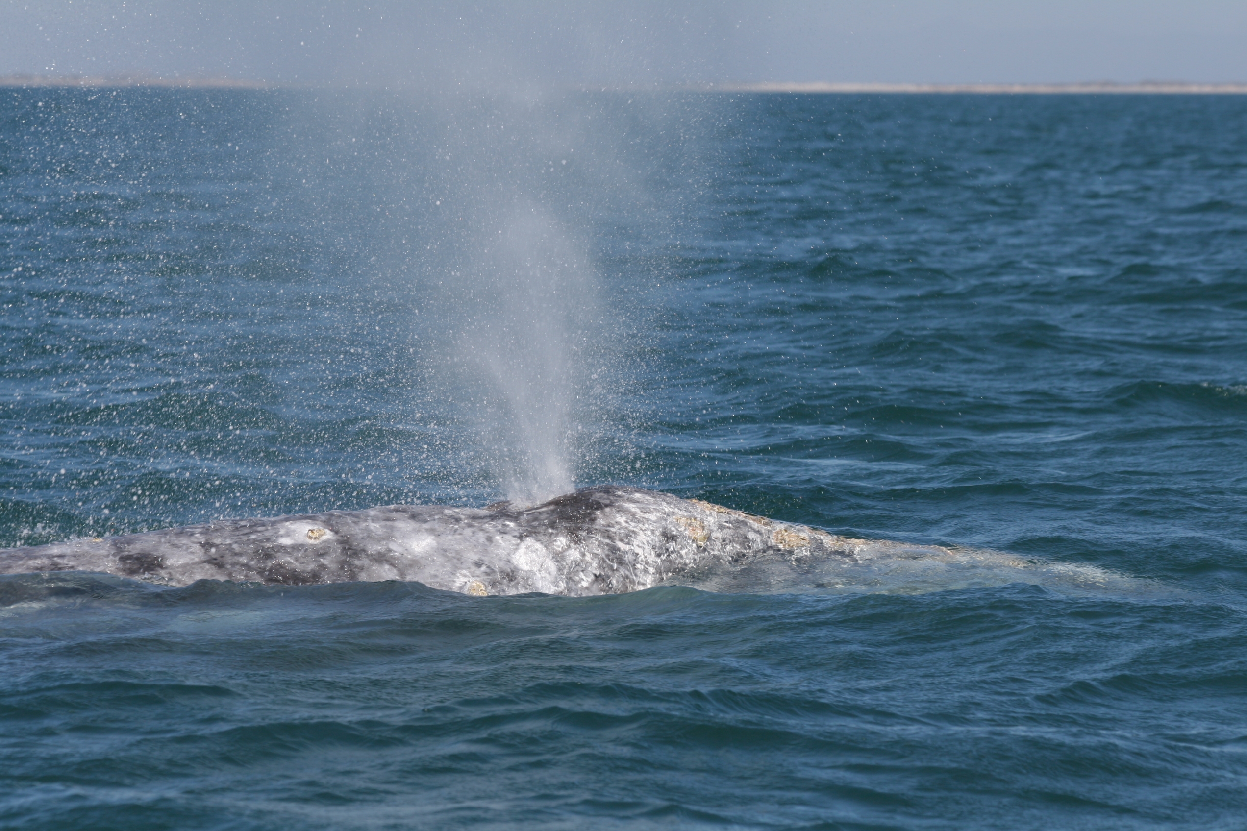 gray whale spouting