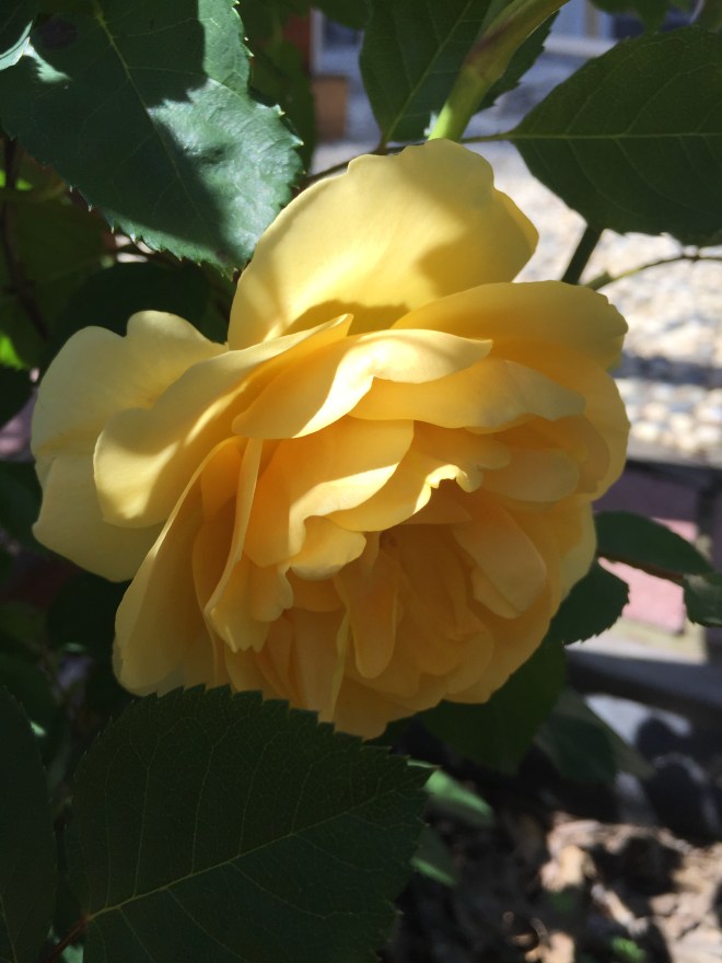 yellow rose