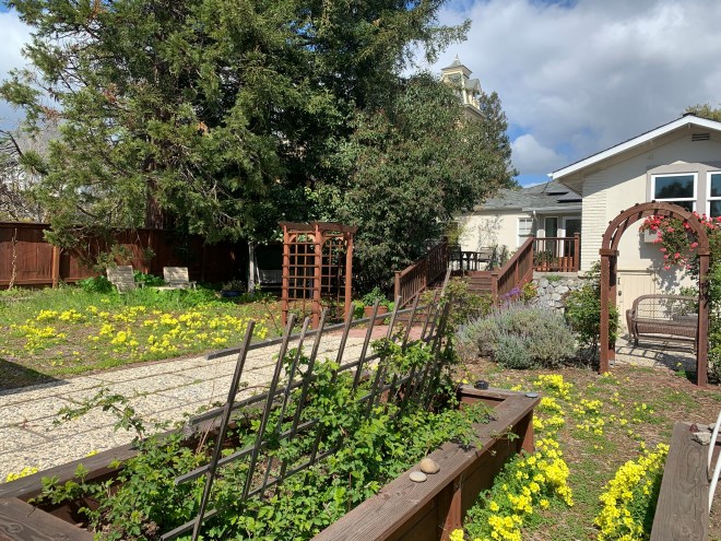 Spring garden, oxalis in bloom