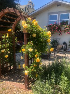 yellow roses climbing up arch