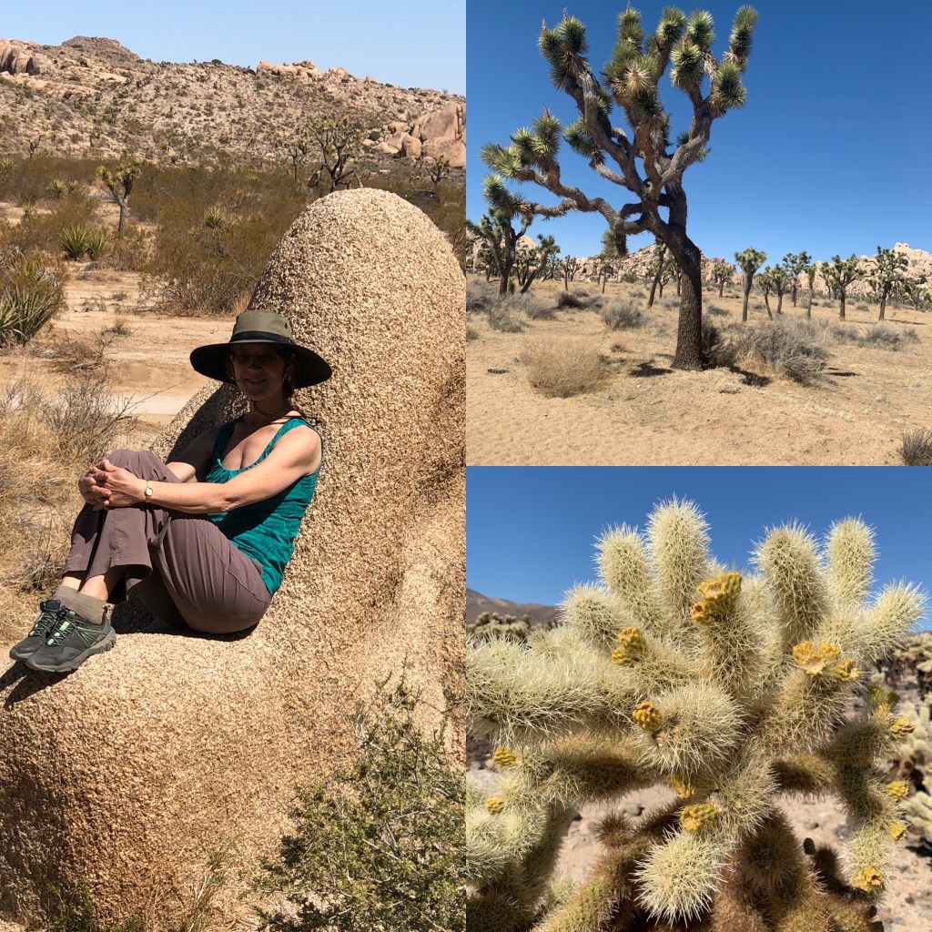 Collage of three desert photos: the author sitting on a rock, a Joshua tree, and a chollo cactus.