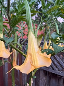 Datura blossoms, also known as angel's trumpet
