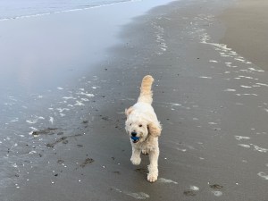 dog playing on the beach