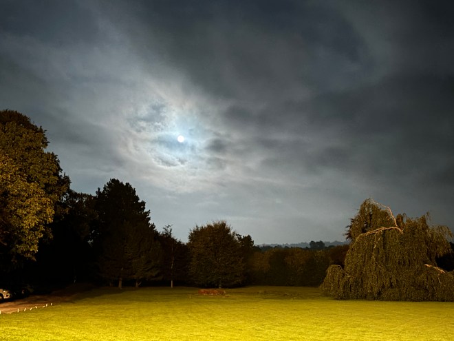 Moonlit meadow surrounded by trees