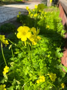 Oxalis in the author's garden